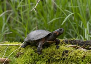 Bog Turtle In Its Sphagnum Moss Wetlands Habitat. Photo Credits: Turtle Conservancy (Center for Biological Diversity)