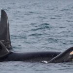 Killer Whale. Photo Source: Center for Whale Research (Facebook)