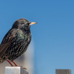 Representative Image: European Starling [49/366]. Photo Source: Tim Sackton (CC BY-SA 2.0)