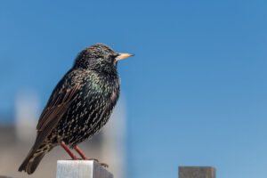 Representative Image: European Starling [49/366]. Photo Source: Tim Sackton (CC BY-SA 2.0)