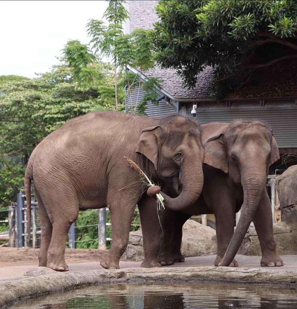 Representative Image: Two elephants standing close together near a water body. Photo Source: Taronga Zoo Sydney (Facebook)