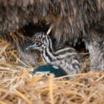 Tiny Emu Chick Hatches at Longleat (1)