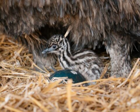 Tiny Emu Chick Hatches at Longleat (1)