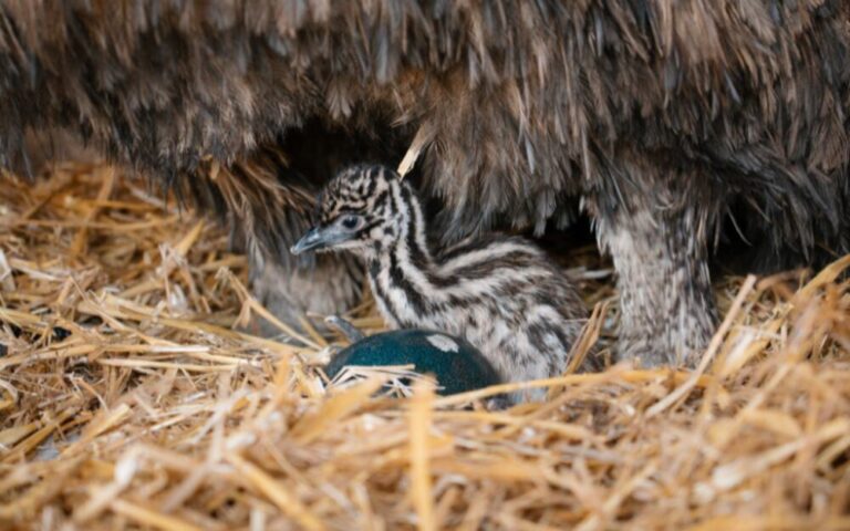 Tiny Emu Chick Hatches at Longleat (1)