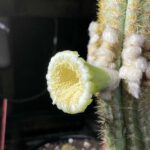 The Large White Flowers Of The Key Largo Tree Cactus. Photo Credit: Susan Kolterman (Florida Museum)