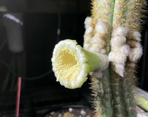 The Large White Flowers Of The Key Largo Tree Cactus. Photo Credit: Susan Kolterman (Florida Museum)