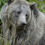 Yellowstone Grizzly Bears. Photo Source: Terry Tollefsbol