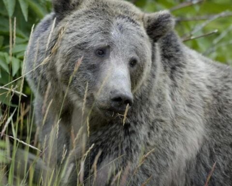 Yellowstone Grizzly Bears. Photo Source: Terry Tollefsbol