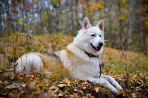 Representative Image. Portrait of a dog. Photo Source: Andreas Huber (CC BY 3.0)