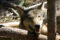 Wolves in Washington state. Photo Source: Washington Department of Fish and Wildlife.