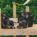 Representative Image(Cimpanzee).Photo Source: Chimp Haven