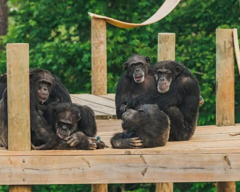 Representative Image(Cimpanzee).Photo Source: Chimp Haven