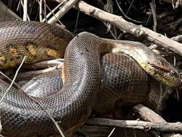 A large snake resting among a dense tangle of branches near a body of water, likely in a rainforest or swamp-like habitat. Photo Source: The University of Queensland Australia