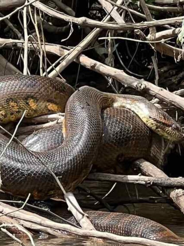 Will Smith & Scientists Find Snake Over 20 Ft