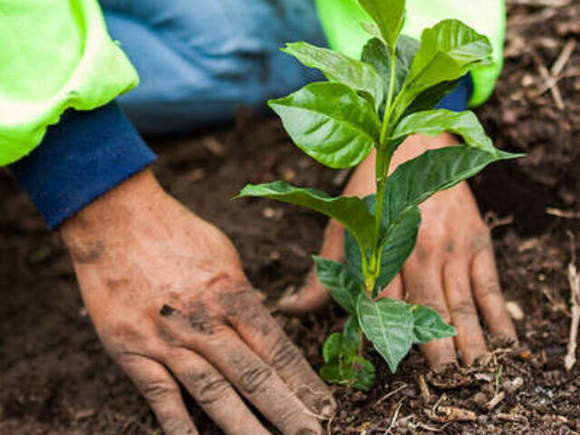 Representative Image: Farmer planting a coffee plant. Photo Source: Nestlé (CC BY-NC-ND 2.0)