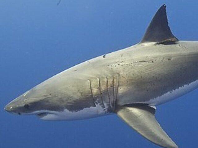 cropped-Bahamas-Warning-Cites-Sharks-Jet-Skis-and-Firearm-Arrests-4-1.jpg