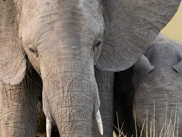 Representative Image. An elephant roaming around the grassy field. Photo Source - Hugo Sykes (Pexels)