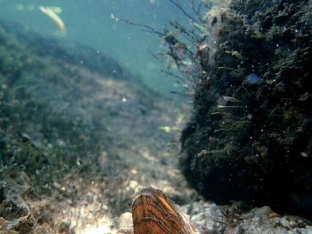 Brook floater: Photo Source: (Michael Perkins / North Carolina Wildlife Resources Commission)