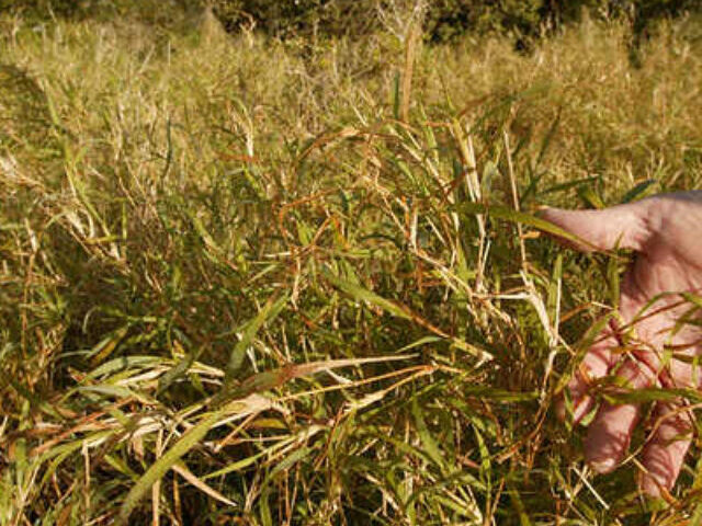 Representative Image: Buffle Grass, an invasive species. Photo Source: U.S. Fish and Wildlife Service Headquarters (CC BY 2.0)