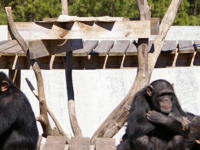 "Chimpanzee Discovery Day" at Chimp Haven. Photo Source: Shreveport-Bossier Convention and Tourist Bureau (CC BY 2.0)