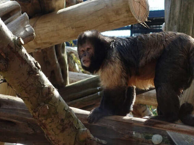 A capuchin monkey inside an enclosure made of natural wooden climbing structures. Photo Source: Colchester Zoological Society.
