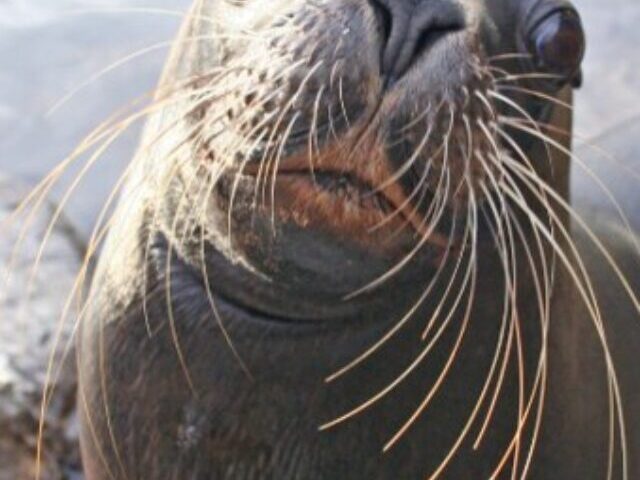 Sea Lion Atlanta. Photo Source: Colchester Zoological Society