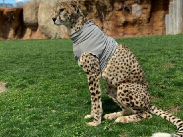 A cheetah wearing what appears to be a protective or medical vest, sitting on grass in a controlled environment of wildlife sanctuary. Photo Source: Columbus Zoo and Aquarium (Facebook)
