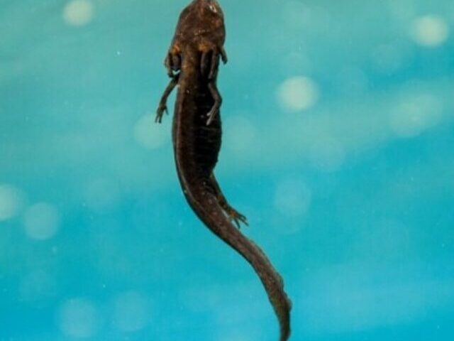 Crater Lake newt. Photo Source: Center for Biological DiversityDigital Assets Database (National Park Service)