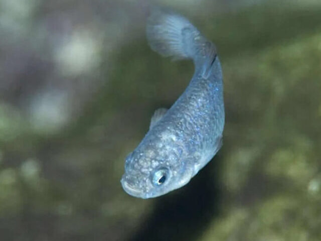 Pubfish.Photo Source: Animalia