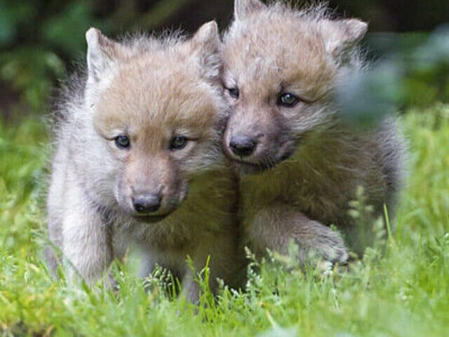 Dire Wolf Pups Born Using 72,000-Year-Old DNA (7)