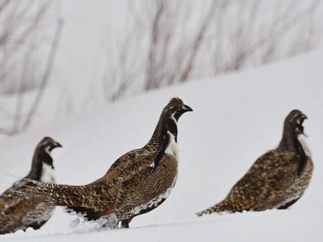 Gunnison Sage Grouse, Photo Source: Larry Lamsa (CC BY 2.0)