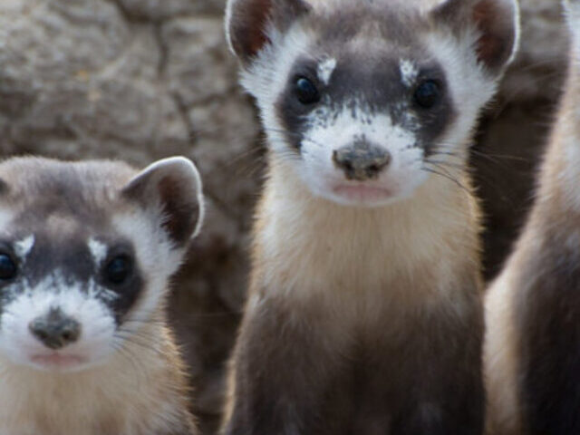 Endangered Black-Footed Ferrets.Photo Source: USFWS Mountain-Prairie (CC BY 2.0)