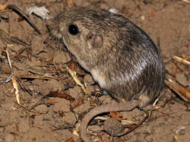 Efforts Intensify to Safeguard Pacific Pocket Mouse in California Poster Image