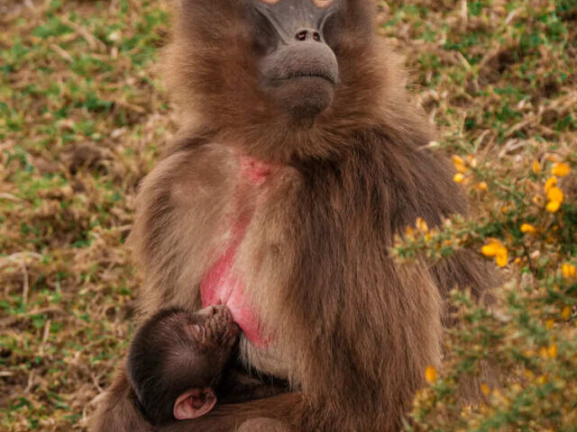 A baby gelada monkey.Photo Source: Yorkshire Wildlife Park