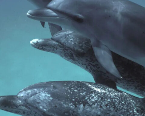 Photo Source: A pod of Atlantic spotted dolphins Google The Key word