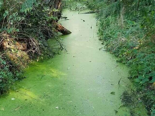 Representative Image. Harmful Algal Blooms. Photo Source: ECTran71 (CC-BY-SA-4.0)
