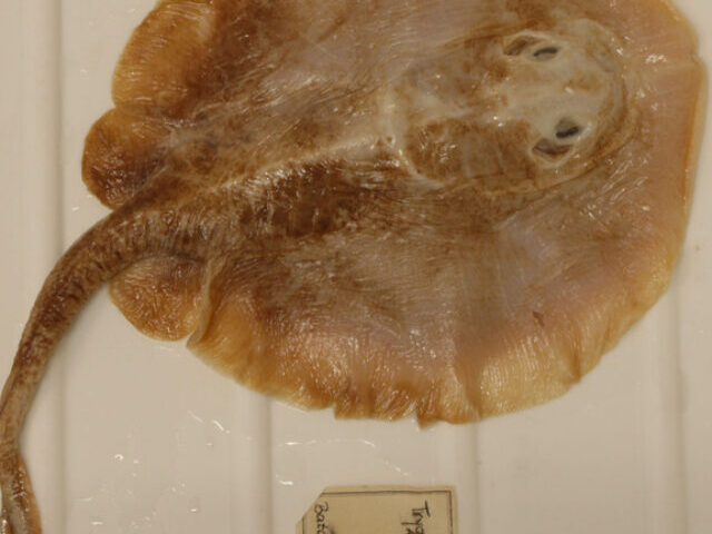 Representative Image. Java Stingaree Extinction. Photo Source: Charles Darwin University (X)