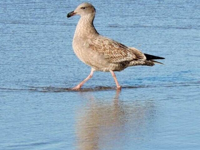 Representative Image. Seabird.