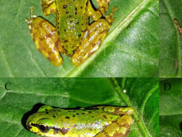 cropped-Juvenile-Himalayan-Frog-Spotted-in-Tibet-After-137-Years-12.jpg