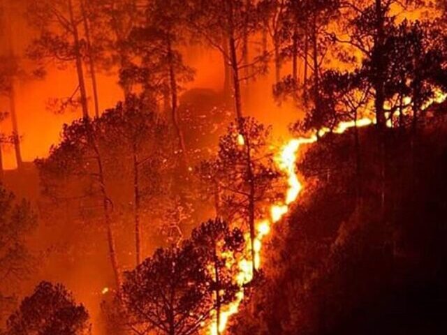 Representative Image. (Bandipur National Park wildfire. Photo Source- Naveen N Kadalaveni (CC BY-SA 4.0)