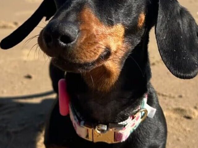 Representative Image: A Miniature Dachshund on a sandy beach. Photo Source: Grouse Beater (X.com)