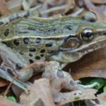 Representative Image (Atlantic Coast Leopard Frog).Photo Source: Brian R. Curry(CC BY 2.5)