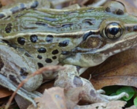Representative Image (Atlantic Coast Leopard Frog).Photo Source: Brian R. Curry(CC BY 2.5)