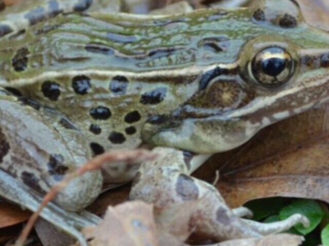 Representative Image (Atlantic Coast Leopard Frog).Photo Source: Brian R. Curry(CC BY 2.5)