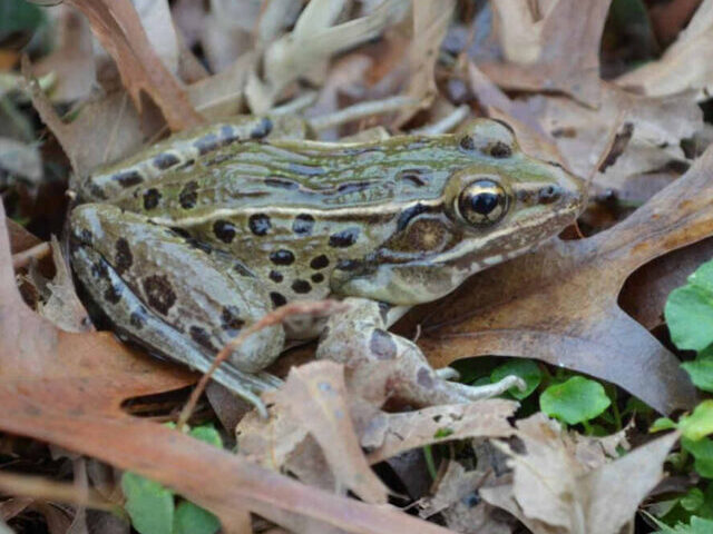 Representative Image (Atlantic Coast Leopard Frog).Photo Source: Brian R. Curry(CC BY 2.5)