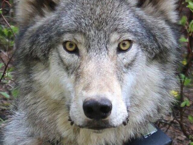 cropped-Oregon-Wolf-Population-Grows-to-204-in-2024-4.jpg