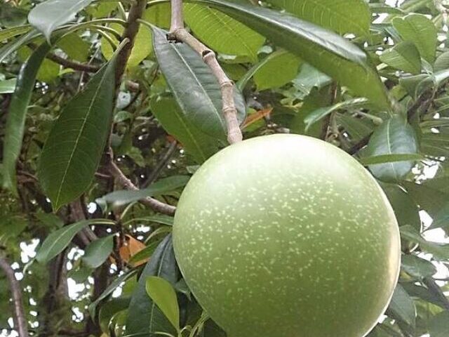 Representative Image Poisonous Pong Pong fruit, Photo Source: Mokkie (CC BY-SA 3.0)