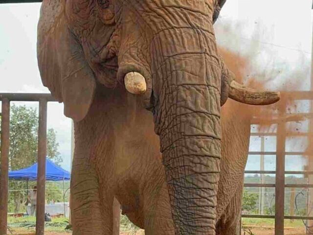 Pupy the Elephant Ends 30 Years in Zoo with 2,700 km Move (10)