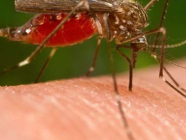 Representative Image: A close-up of a mosquito feeding on human skin. Photo Source (Picryl)