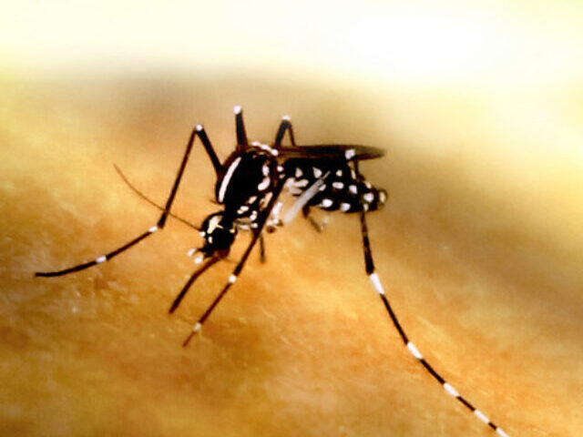 Queensland Mosquito Surge Sparks JEV Vaccine Expansion (1)